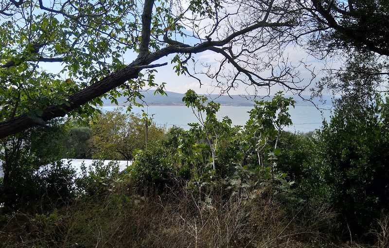 Bursa Eşkel Deniz Manzaralı Satılık Zeytinlik