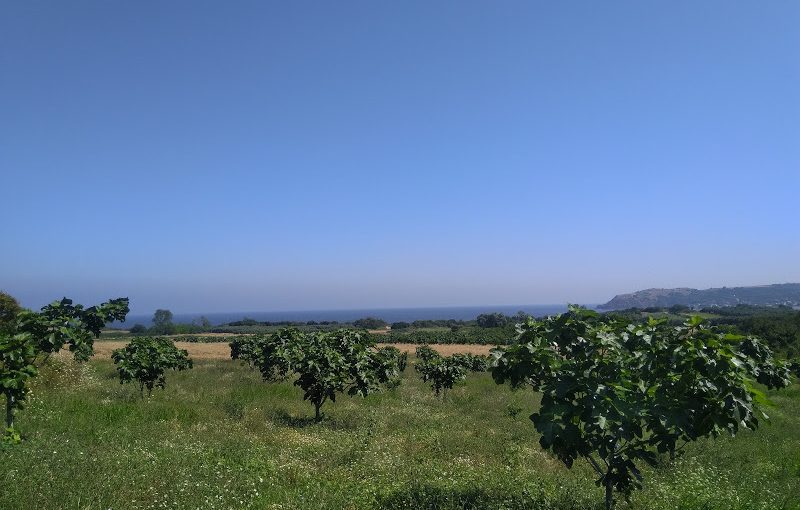 Mudanya Satılık Tarla-Eşkel Satılık Tarla